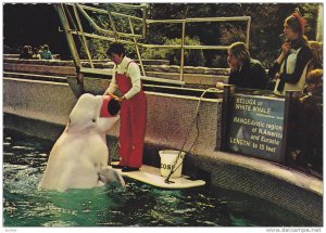 Beluga White Whale Performing , Vancouver , B.C. , Canada , 1950-70s