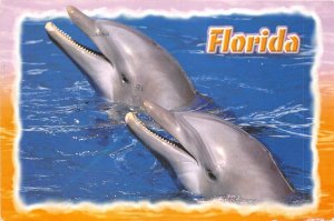 Lot155 usa florida dolphin animal