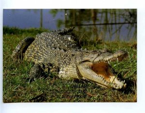 221670 AUSTRALIA saltwater or estuarine crocodile photo RPPC