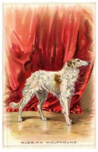 Dog ,  Russian Wolfhound