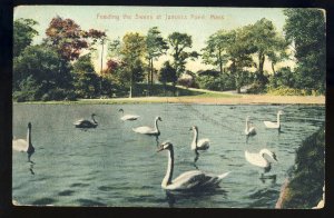 Boston, Massachusetts/MA Postcard, Swans At Jamaica Pond, 1907!