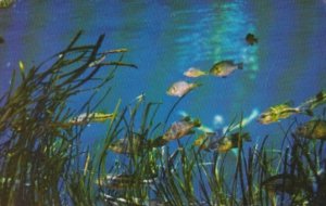 Florida Silver Springs View Of Fish From Photo Sub Boat 1959