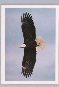 Bald Eagle, Vancouver Island, British Columbia, Chrome Postcard