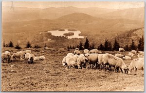 1931 Sheeps In Pastures Mountains In The Distance Vermont RPPC Photo Postcard