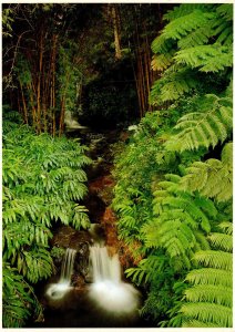 Hawaii Scene In Akaka Falls Near Hilo 1984