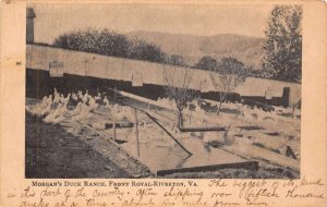 Front Royal-Riverton Virginia Morgan's Duck Ranch, Undivided Back, PC U11506