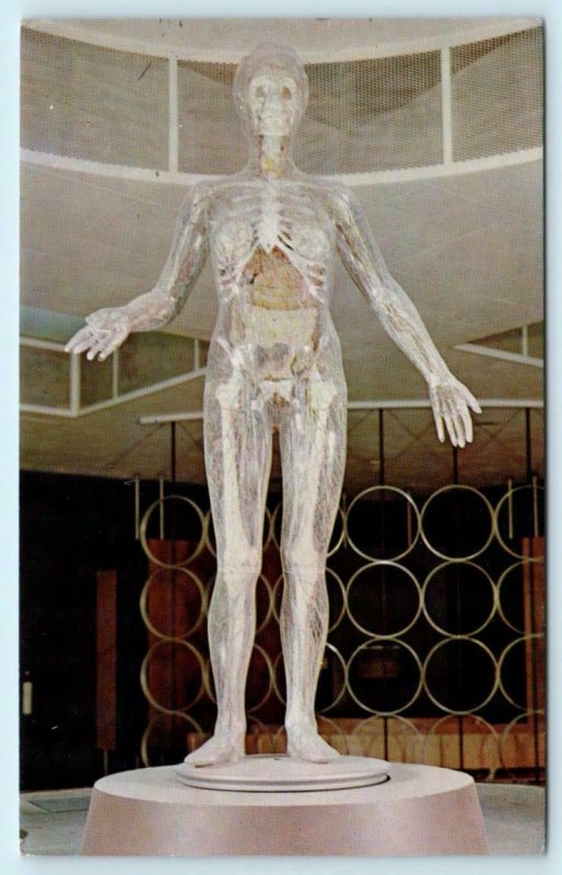 Washington D.C. SMITHSONIAN INSTITUTION ~ TRANSPARENT WOMAN c1960s   Postcard