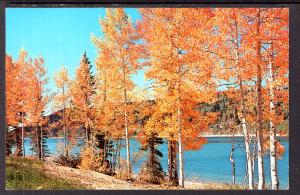 Aspen Trees in Autumn BIN