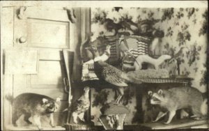 Taxidermy Stuffed Raccoon Birds c1910 Unidentified Real Photo Postcard