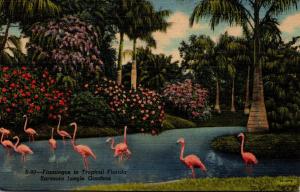 Birds Flamingos In Sarasota Jungle Gardens Sarasota Florida 1941 Curteich