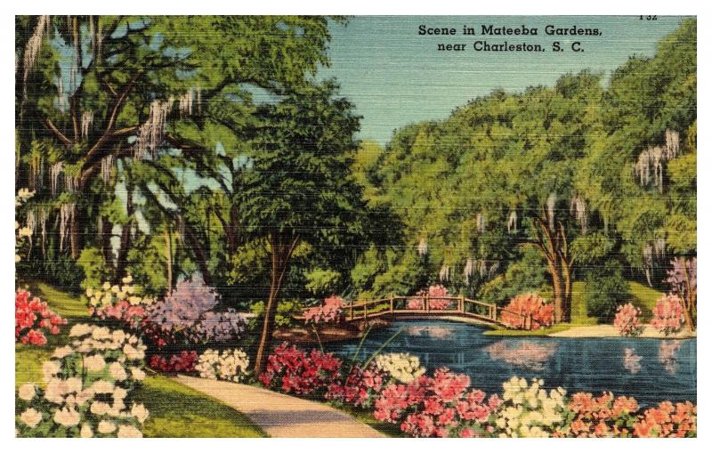 Vintage Postcard Terrace, Middleton Gardens, Charleston S.C.