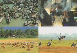 Mekong Cambodia Fishing Boats Birds Farming Breakfast 4x Postcard s