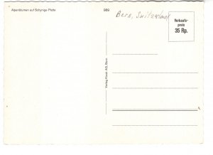 Purple Flowers, Bern, Switzerland