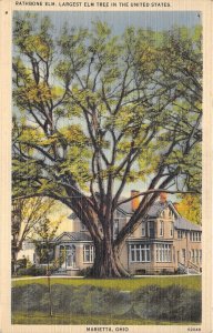 Marietta Ohio 1940s Postcard Rathbone Elm Largest Elm Tree In The United States