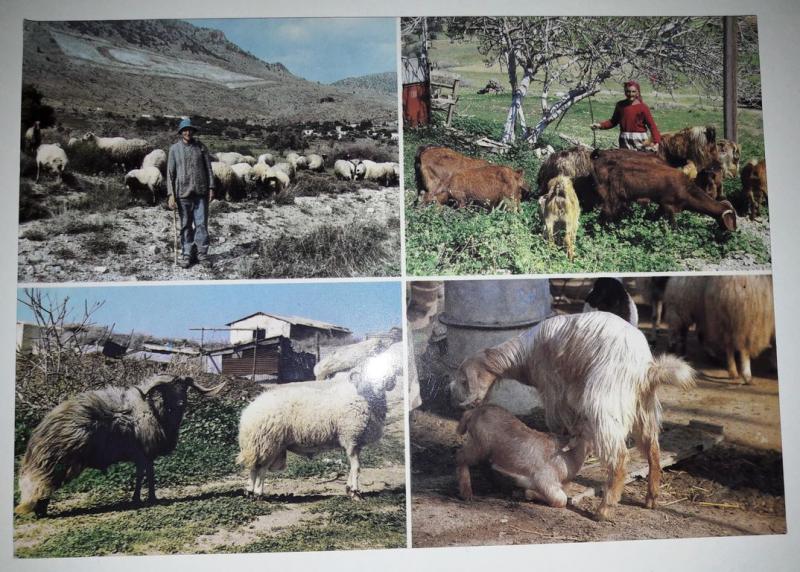 Turkey Cypriot Shepherds Postcard