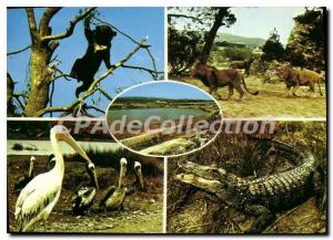 Postcard Old Sigean African Reserve Sigean Aude