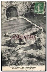 Old Postcard Bear Paris Jardin des Plantes White Bear Central Europe