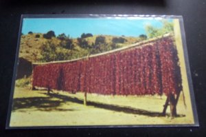 VINTAGE UNUSED  POSTCARD - CHILI PEPPERS OUT TO DRY