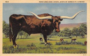 Texas Longhorn, Steer Longhorn Steer Bull Unused 