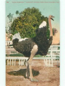 D-back LARGE DETAILED CLOSE-UP OF OSTRICH BIRD AT OSTRICH FARM Pasadena CA F0052