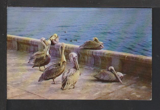 Pelicans,FL Postcard BIN 