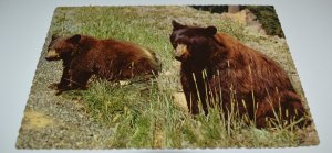 American Black Bear Yosemite National Park California Postcard H. S. Crocker