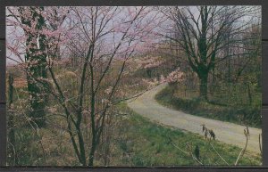 Indiana, Brown County - A Country Road In Spring - [IN-020]