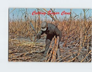 Postcard Cutting Sugar Cane Florida USA