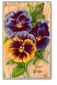 Blue and Yellow Pansies, Best Wishes