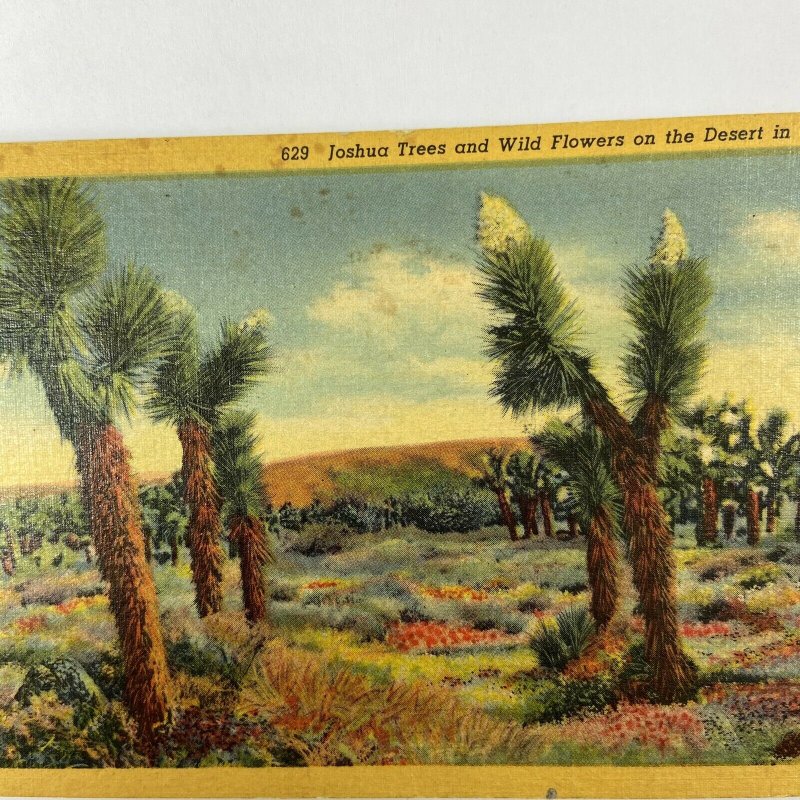 California Desert Joshua Trees Wildflowers Bloom Spring Linen Vintage Postcard