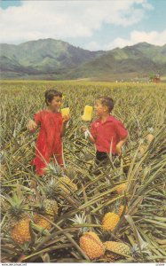 HAWAII, 1940-60s; Field Ripe Pineapples, Del Monte