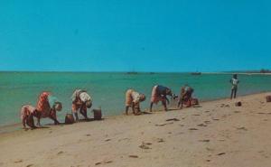 Native Fishing Women Catching Fish Cockles Mozambique Laurenco Marques Postcard