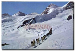 Postcard Modern Jungfraujoch Polarhunde und mit Gletscherhorn Rottalhorn