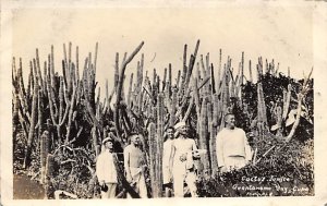 Cactus Jungle Guantanamo Bay, Cuba Unused 