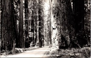 Real Photo Postcard The Redwood Highway in California
