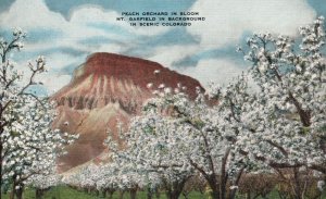 Vintage Postcard Peach Orchard in Bloom Mt. Garfield in Background CO Colorado