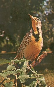 Vintage Postcard Meadowlark State Bird Spring Call North Dakota ND