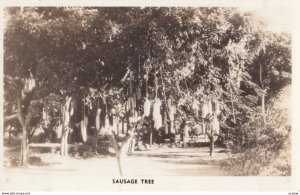 RP: Sausage Tree , 1930s