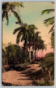 Hand Colored  Florida  A Row of Royal Palms  Postcard  1933