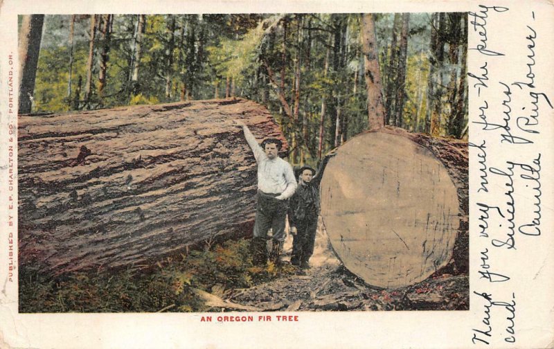 AN OREGON FIR TREE POSTCARD EXCHANGE 1906