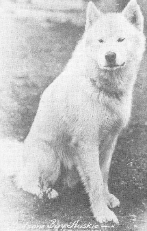 Hudson's Bay Huskie Dog, Carcross, Y.T. Husky c1950s Vintage  Postcard