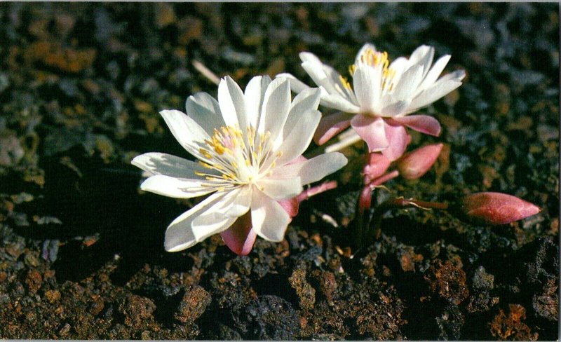 Vintage Idaho Postcard, Flowers, Craters of the Moon National Monument, pb24