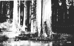 California Eureka Sequoia Park Redwoods