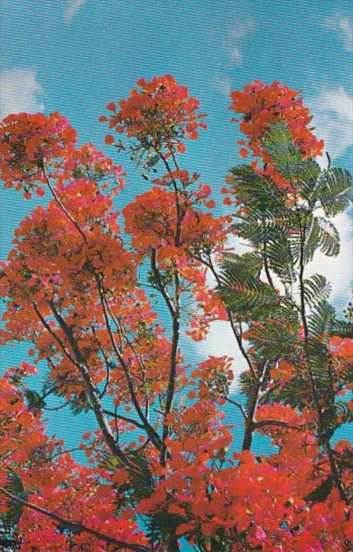 Royal Poinciana In Full Bloom