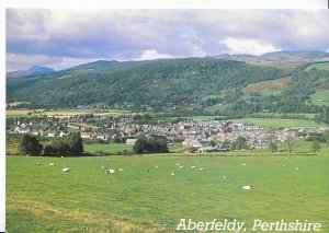 Scotland Postcard - Aberfeldy - Perthshire - Showing Houses and Sheep   Z890