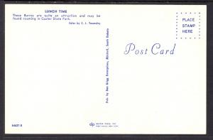 Three Donkeys,Custer State Park