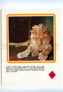 143471 BAKU CIRCUS LION King Berberov Family HEDGEHOG Old #12