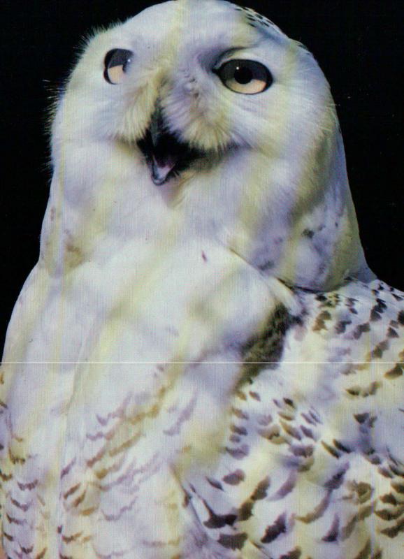 Snowy Owl