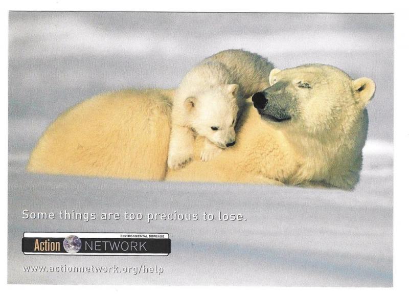 Polar Bears Modern Advertising Postcard Arctic Wildlife