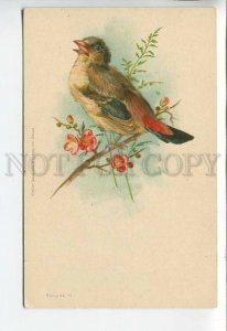 444105 KLEIN Bird redstart on tree SPRING Vintage postcard RUSSIA